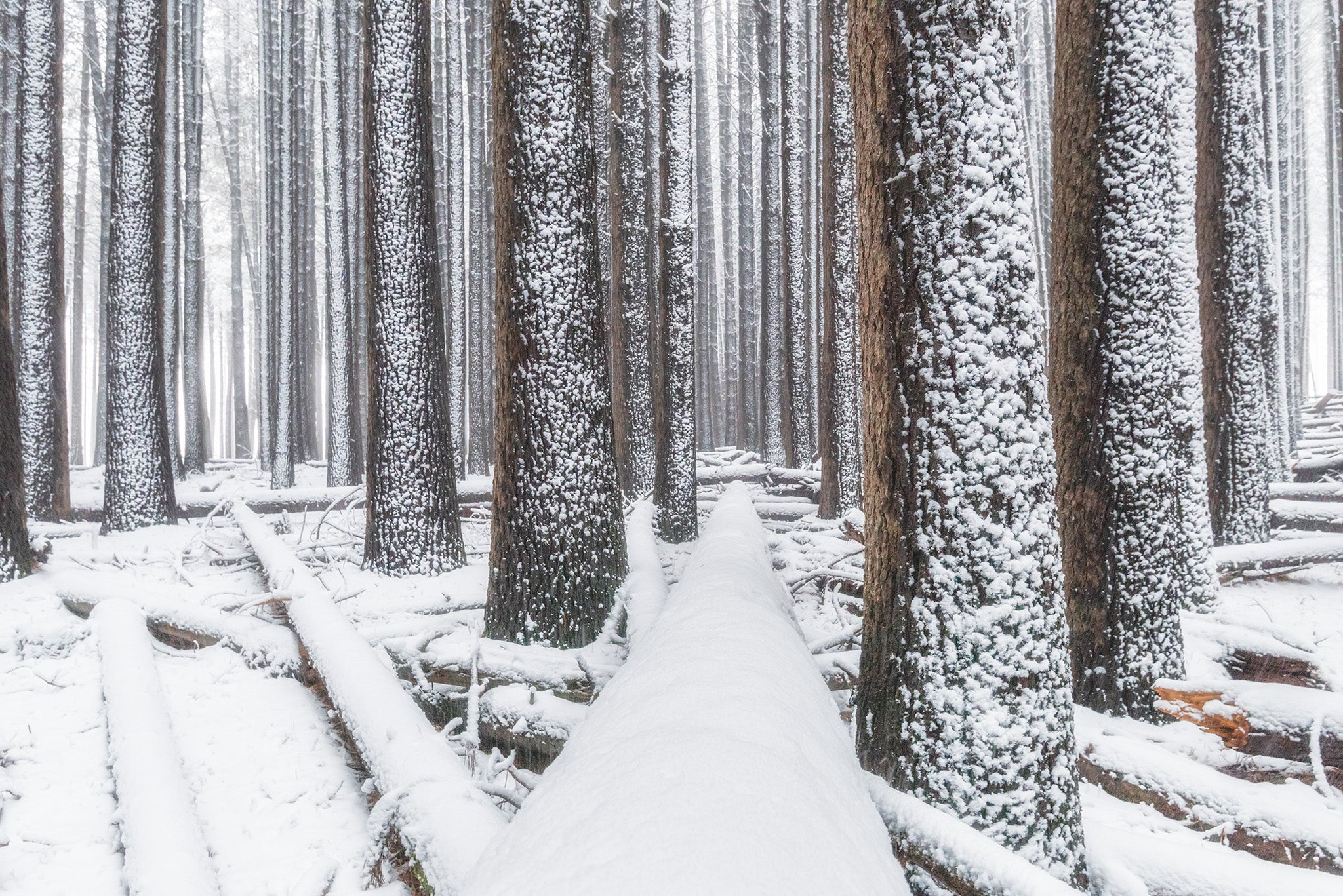 Snow fine art print - photograph of snow at Sugar Pine Walk, NSW