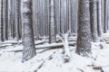 Snow fine art print - photograph of snow at Sugar Pine Walk, NSW