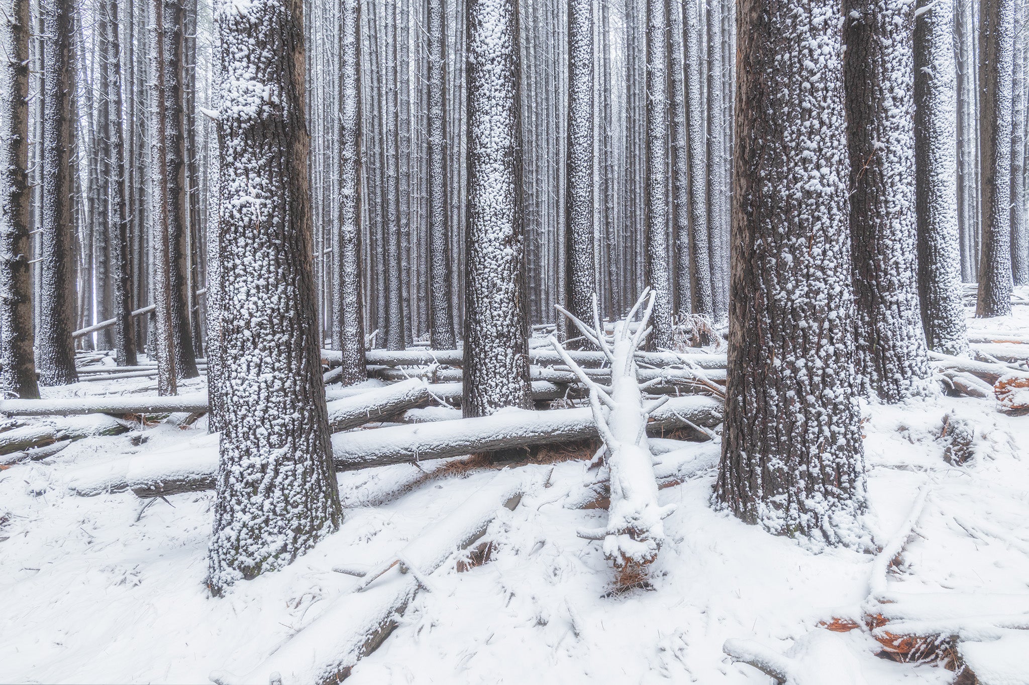Snow fine art print - photograph of snow at Sugar Pine Walk, NSW
