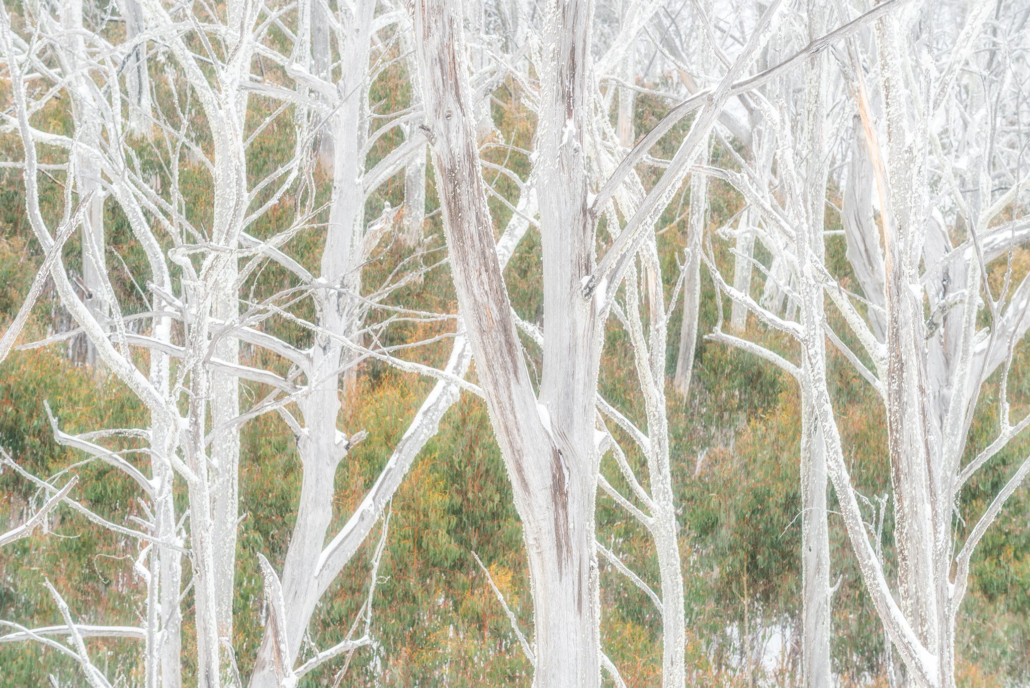 Snow fine art print - photograph of a icy trees at Kosciuszko National Park, NSW