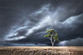 Storms fine art print - photograph of a tree during storm in Merriwa, NSW