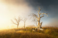Trees fine art print - photograph of trees at Lake Windamere, NSW