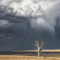 Trees fine art print - photograph of a tree in Merriwa, NSW