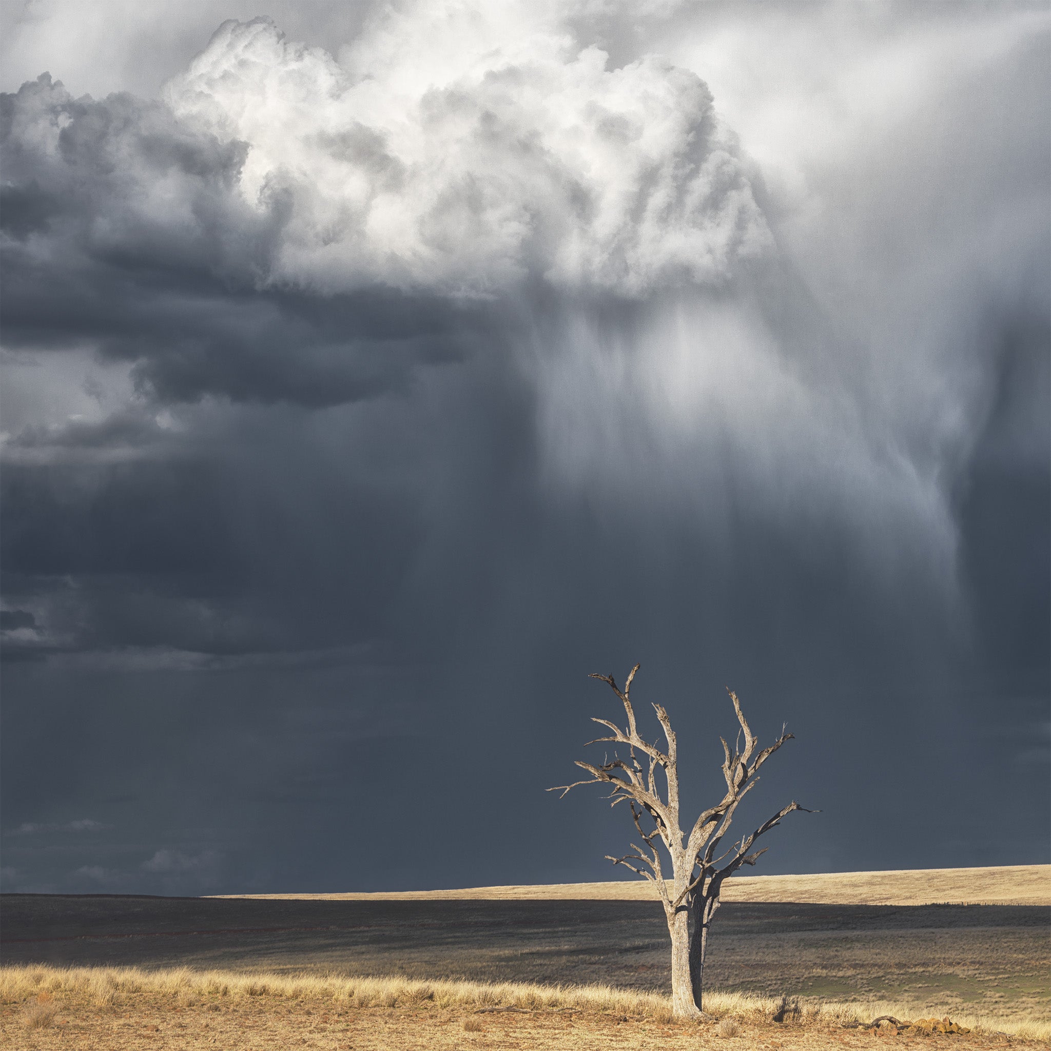 Trees fine art print - photograph of a tree in Merriwa, NSW