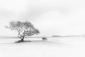 Trees fine art print - photograph of mangroves at Salamander Bay, NSW