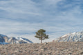 Trees fine art print - photograph of a tree at Mono Lake, California, USA