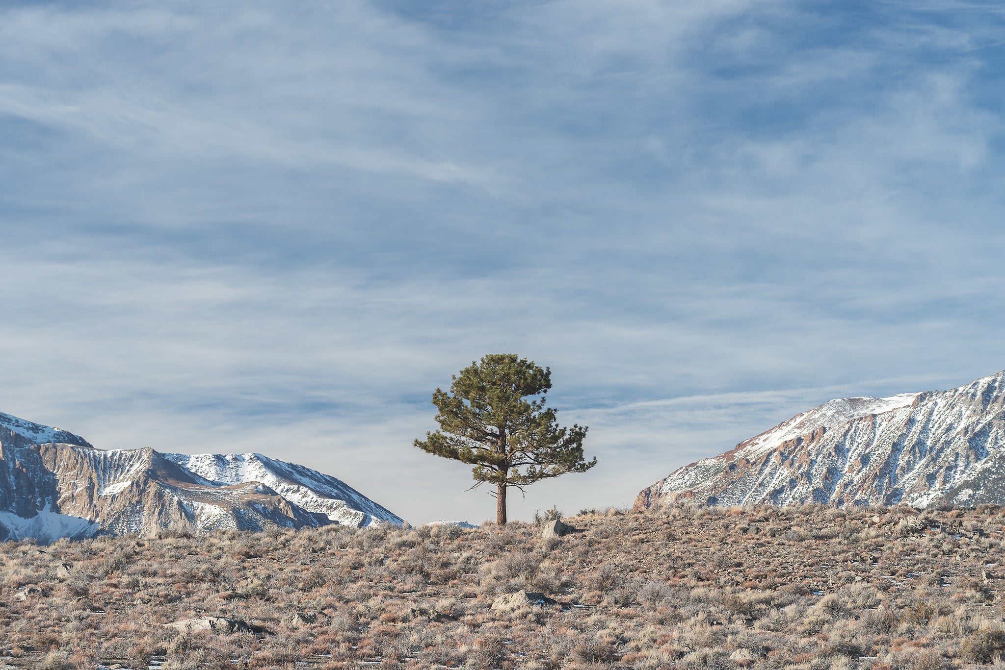 Trees fine art print - photograph of a tree at Mono Lake, California, USA