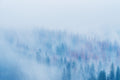 Trees fine art print - photograph of foggy morning and pine trees at Yosemite National Park, California, USA